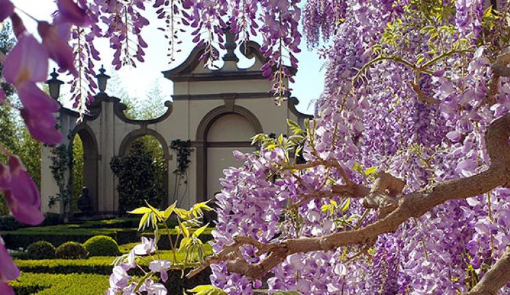 Spring wisteria at I Tatti, April 2021