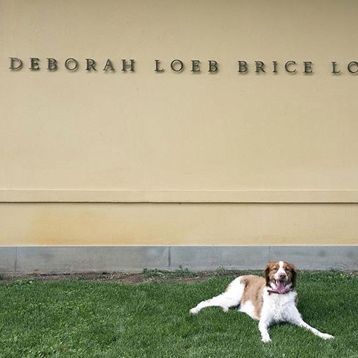 A dog sitting on the grass in front of the Loggiato building