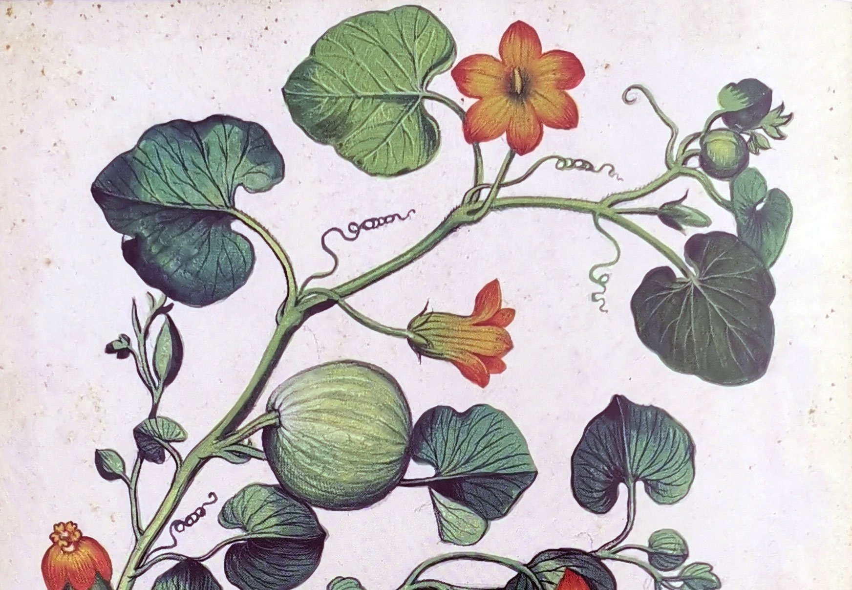 Ulisse Aldrovandi (1522-1605) - 'Plant' - Phaidon Press Ltd (2016)