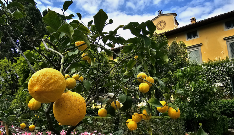 i tatti with flowers and lemon trees in the foreground