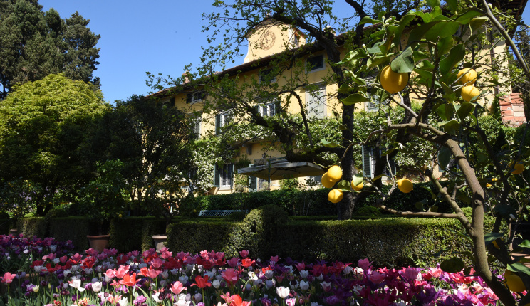 Villa I Tatti with tulips in the foreground