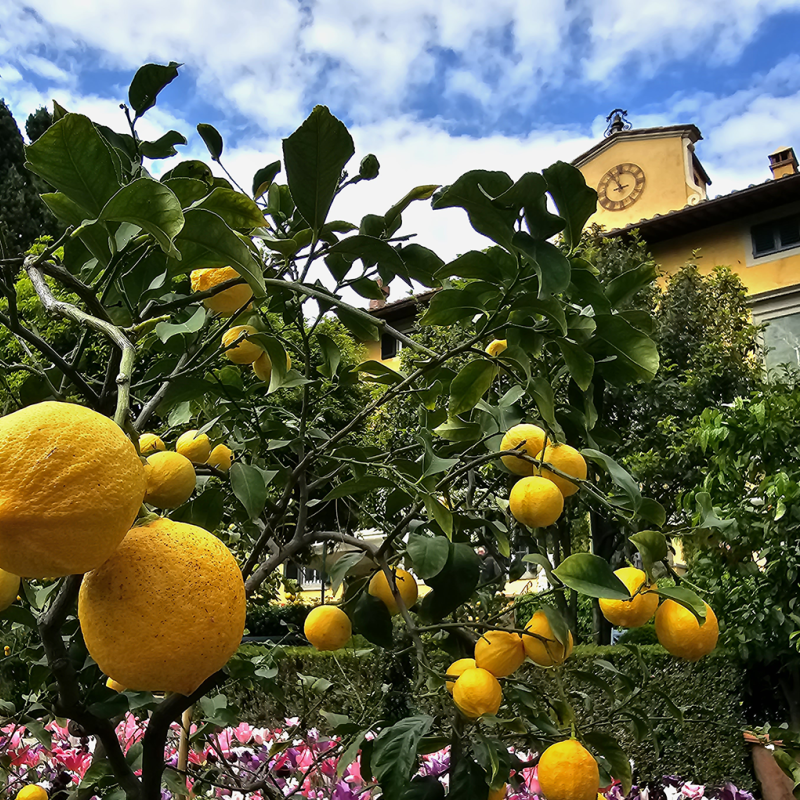 i tatti with flowers and lemon trees in the foreground