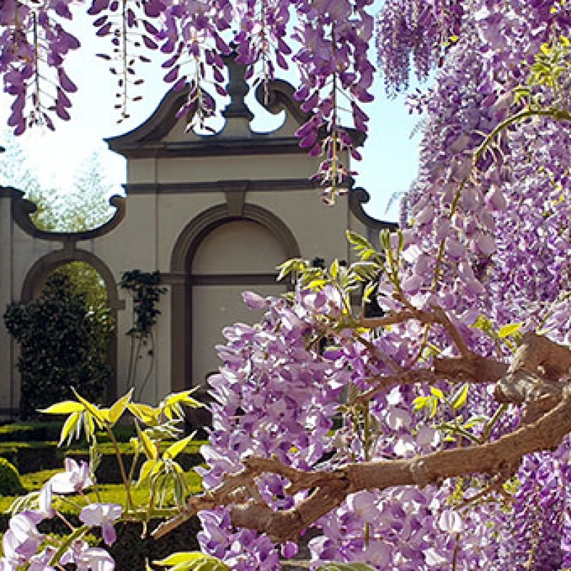 Spring wisteria at I Tatti, April 2021